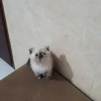 گربه اسکاتیش|گربه|اهواز, پادادشهر|دیوار