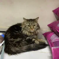 گربه گم شده