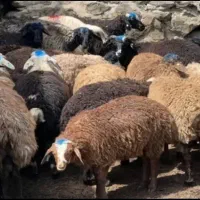 مجموعه دام پاک