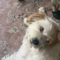 واگذاری سگ شیتزو رایگان|سگ|تهران, مشیریه|دیوار