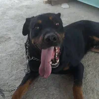 واگذاری سگ روتوایلر|سگ|بومهن, |دیوار