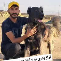 واگذاری سگ سرابی