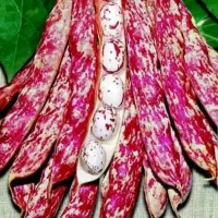 لوبیا چیتی  ماش