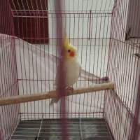 عروس هلندی لوتینو نر