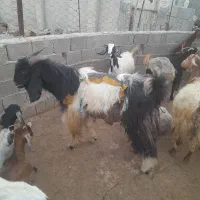 پازن|حیوانات مزرعه|بندر گناوه, |دیوار