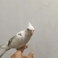 عروس هلندی گم شده لطفا کمک کنید