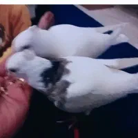 جوجه طوقی هفت رنگ خوشکل پرداخته ۸۰۰ تازه دستی شده|پرنده|تربت جام, تیپ ۳۸ زرهی تربت جام|دیوار