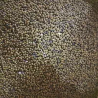 ماش ارتشی|خوردنی و آشامیدنی|رستم, |دیوار