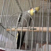 دو عدد عروس هلندی
