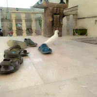 کفتر عرابی ماده کالی پا پر سفید