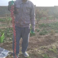 زرشک شاخه|خوردنی و آشامیدنی|اصفهان, ارغوانیه|دیوار