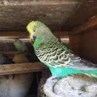 ۲۰جفت مرغ عشق انگلیسی ورنگین کمانی مولد