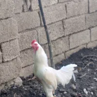 خروس فروشی