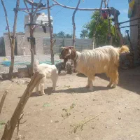 بزوکهره