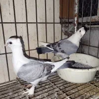 یه جفت جوجه بلژیکی دون خور شده