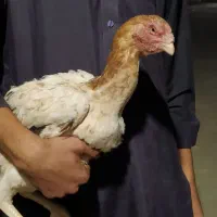 مرغ افغان