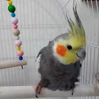 جوجه عروس هلندی و عروس هلندی جفت|پرنده|کرج, حصارک بالا|دیوار