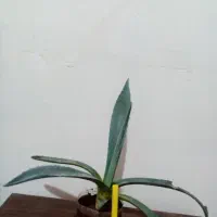 گل گل 4تا 135|گل و گیاه طبیعی|یاسوج, |دیوار