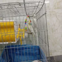 عروس هلندی|پرنده|شیراز, کوشک میدان|دیوار