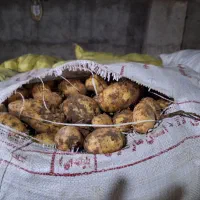 فروش بذرسیب زمینی|گل و گیاه طبیعی|اردبیل, |دیوار