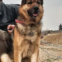 ژرمن