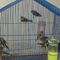 سهره|پرنده|شاهین‌شهر, عطار|دیوار