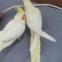 جوجه عروس و جفت مولد