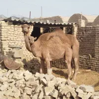 شتر بافق
