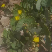 کاکتوس اصلاح شده بزرگ  و میوه دار دراگون