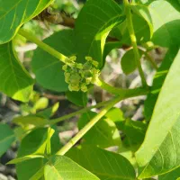 نهاله گردوی 5 ساله