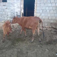 گاوه|حیوانات مزرعه|گهواره, |دیوار