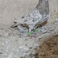 سار شکلاتی|پرنده|نیشابور, ده حلاج|دیوار