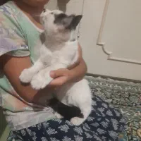 واگذاری گربه مهربان|گربه|قزوین, |دیوار