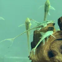 کت لیزارد و فارلوولا و میگو (شریمپ)