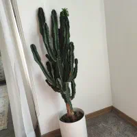 کاکتوس افوربیا