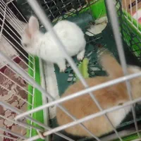 خرگوش تازه علف خوار شده از شیر مادر تغذیه شده|موش و خرگوش|مشهد, انقلاب|دیوار