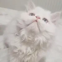 نر سوپر فلت چشم یخی