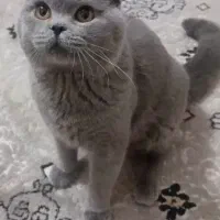 اسکاتیش فولد بلو اصیل، درشت و مولد
