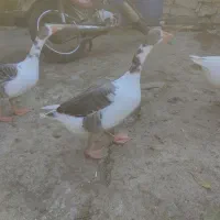 غاز تخم گذار|حیوانات مزرعه|بهشهر, |دیوار