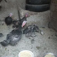 فروش بوقلمون محلی
