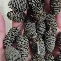 توسکا مخصوص تکثیر فایتر و میگو
