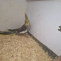 عروس هلندی|پرنده|ماکو, |دیوار