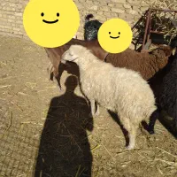 بره ماده|حیوانات مزرعه|یزد, |دیوار