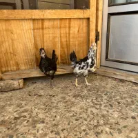 نیمچه گلین|حیوانات مزرعه|شهرکرد, |دیوار