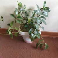 گل طبیعی|گل و گیاه طبیعی|ساوه, |دیوار