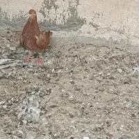 کبوتر در جایی