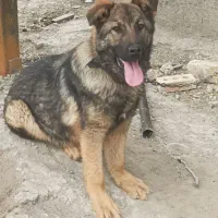 ژرمن نگهبان