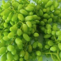 غوره درجه یک و آبدار