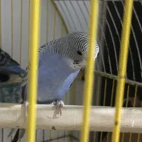 مرغ عشق|پرنده|یزد, |دیوار