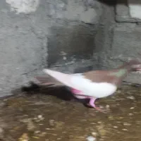 کفتر|پرنده|میانه, |دیوار